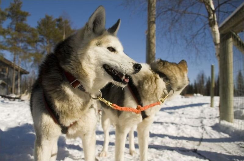 https://www.periscope.cz/