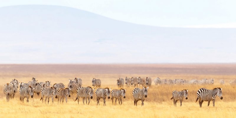 Wetu.com - Tanganyika Expeditions: ngorongoro_conservation_area-istock-618447948