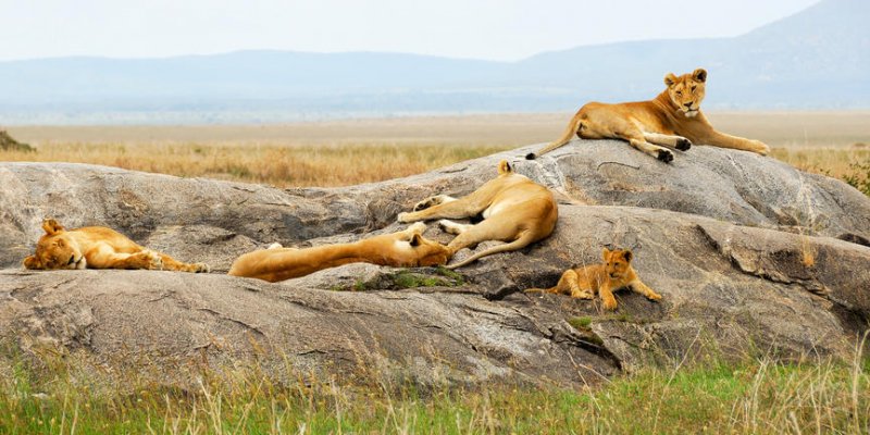 Wetu.com Southern Serengeti - znm - istock
